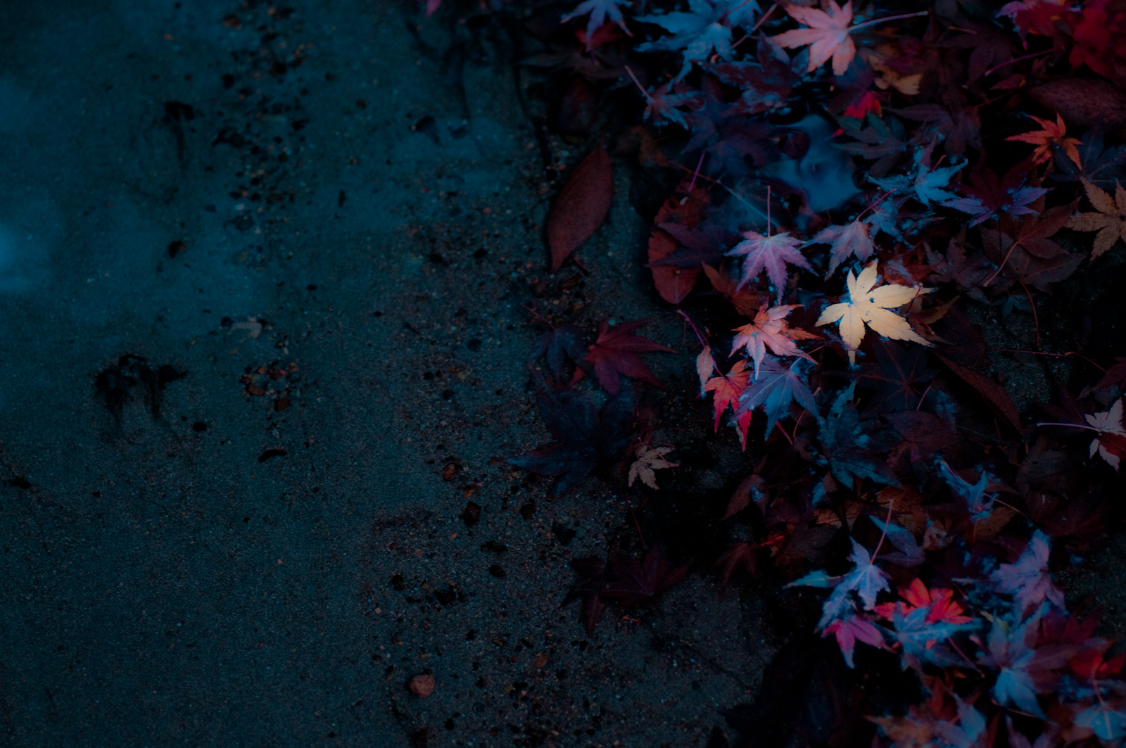 2017年、今年の秋はどこの紅葉を撮りに行ってみようかな【関東周辺編】