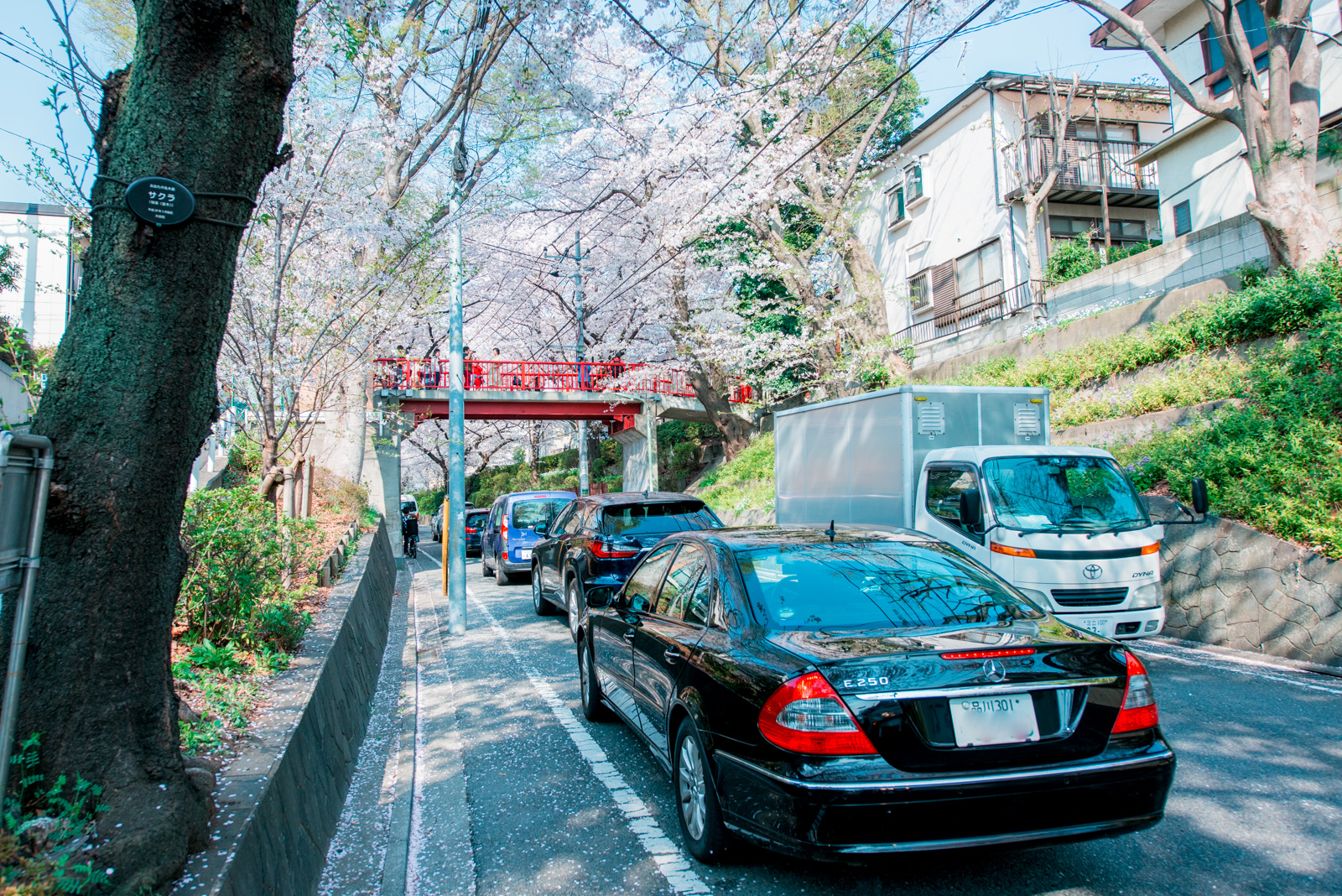 久々に、あの「桜坂」の桜が見たくて