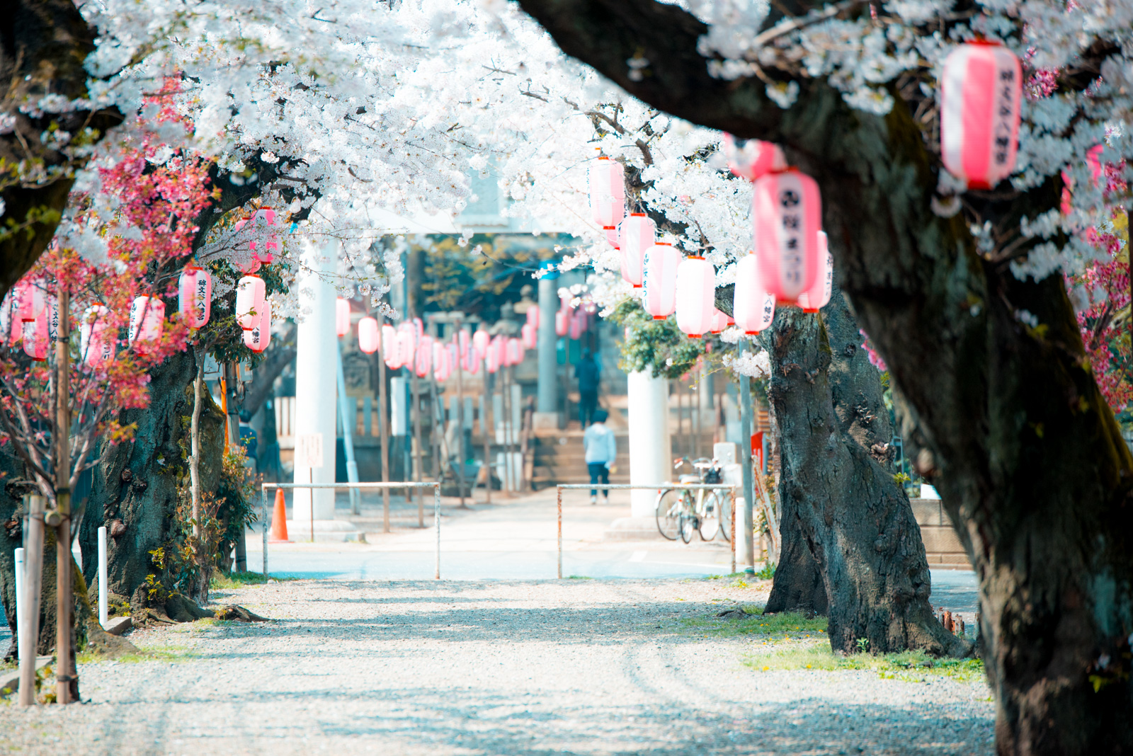 春の匂いが止まらない、目黒碑文谷散策