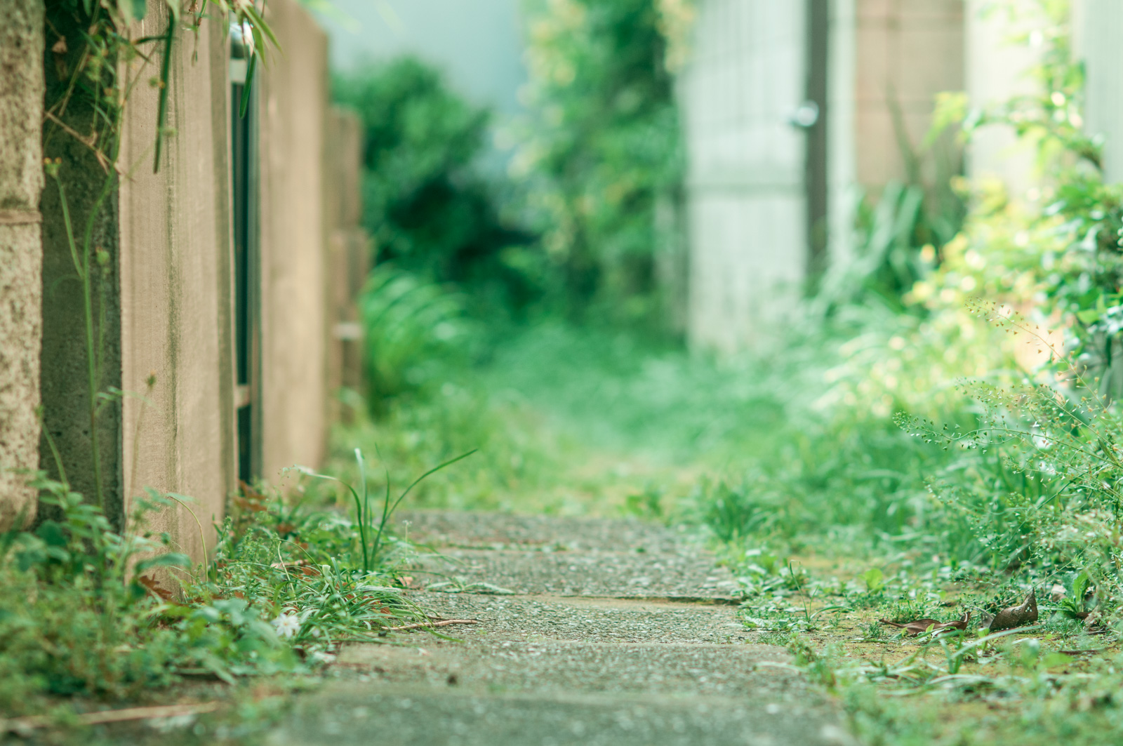 お散歩カメラ。見て感じてシャッターを切る、という当たり前のことを少しやってみてます