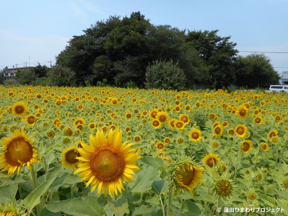 今年の夏に撮りたいひまわり 関東周辺の撮影場所などをチェック ニッポナントカ