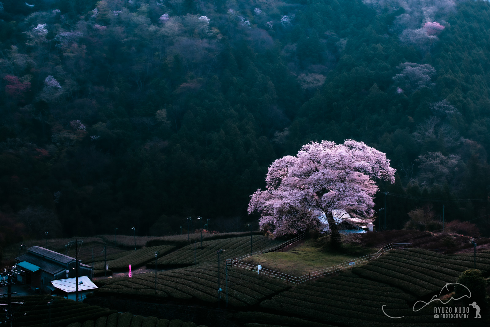 牛代の水目桜／静岡ならではの茶畑と一本桜が作り出す風景に感動